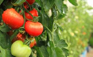 Rusya Türkiye'den 3 yıl daha domates almayacak
