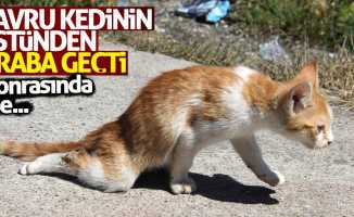 Samsun'da kediyi araba ezdi: Balıkçılar kurtardı