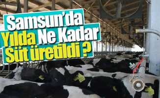 Samsun'da rekor sayıda süt üretimi