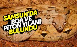 Samsun'da evde piton ve boa yılanı bulundu