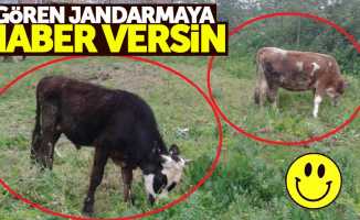 Samsun'da iki inek, bir boğa çalındı