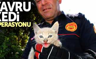 Samsun'da yavru kedi operasyonu