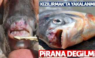Kızılırmak'ta bulunan balık Pirana değil: Sırrı ortaya çıktı