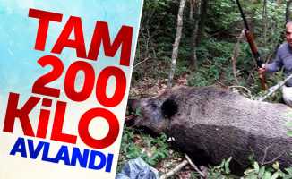Samsun'da 200 kiloluk yaban domuzu avlandı