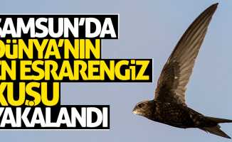 Samsun'da dünyanın en esrarengiz kuşu yakalandı