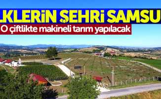 Samsun'da Fındık çiftliği kurulacak