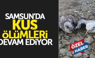 Samsun’daki kuş ölümleri devam ediyor