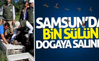 Samsun'da bin sülün doğaya salındı
