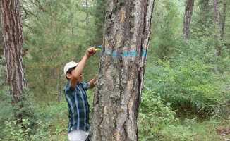 Samsun'da orman gençleştiriliyor