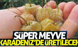 Süper meyve artık Karadeniz'de üretilecek