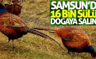 Samsun'da 16 bin sülün doğaya salındı