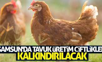 Samsun'da tavuk üretim tesisleri kalkındırılacak