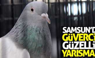 Samsun'da güvercin güzellik yarışması