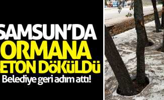 Samsun'da ormanlık alana beton döküldü!