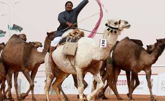 Botoks yapılan develer güzellik yarışmasından diskalifiye edildi