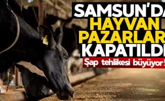 Karadeniz'de şap tehlikesi! Samsun'da hayvan pazarları kapatıldı