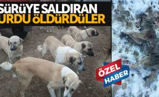 Samsun'da kangal köpekleri, yabani kurdu öldürdü