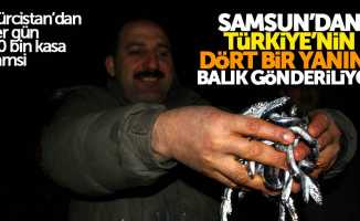 Samsun'dan Türkiye'nin her tarafına balık gönderiliyor