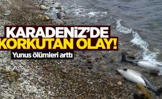Karadeniz'de korkutan olay: Yunus ölümleri arttı