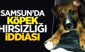 Samsun'da köpek hırsızlığı iddiası