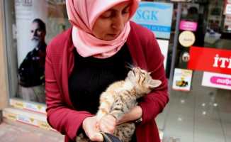 Samsun'da reklam panosuna sıkışan kedi böyle kurtarıldı