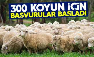 TİGEM 300 koyun desteği başvuruları başladı