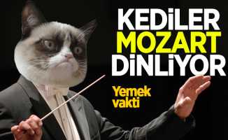 Samsun'da kediler Mozart dinliyor