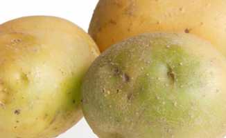 Yeşillenmiş patateste ölümcül tehlike