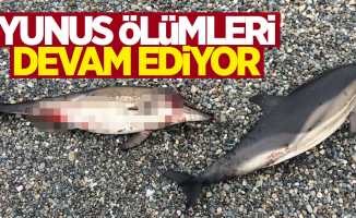 Karadeniz'de yunus ölümleri devam ediyor