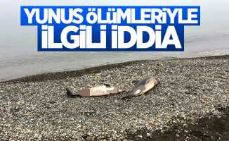 Karadeniz'de yunus ölümleriyle ilgili iddia