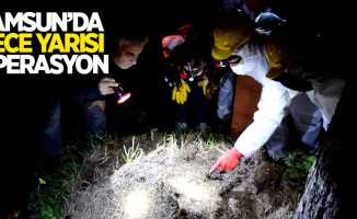 Samsun'da karıncalara operasyon düzenlendi