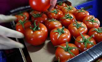 Yasak kalktı! Rusya'ya domates ihracatı başlıyor