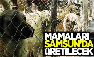 Samsun'da hayvan maması üretilecek