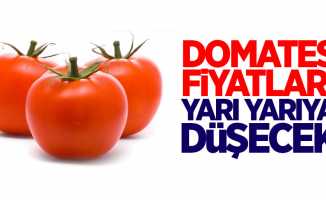 Bafra'da yetişen domates, fiyatları düşürecek
