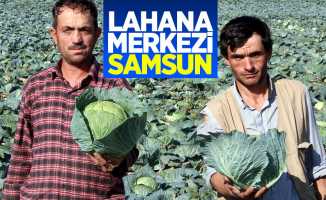 Samsun'da 289 bin 689 ton lahana üretildi