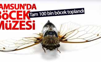 Samsun'da böcek müzesi: Tam 100 bin böcek toplandı