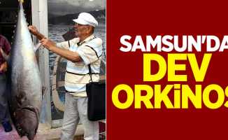 Samsun'da dev orkinos heyecanı