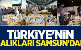 Samsun Türkiye'nin palamut ihtiyacını karşılıyor