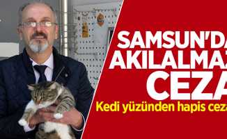 Samsun'da akılalmaz ceza! Kedi yüzünden hapis cezası