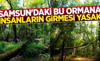 Samsun'daki bu ormana insanların girmesi yasak!