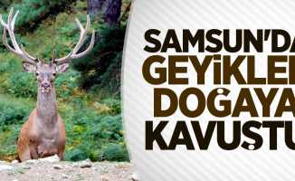 Samsun'da geyikler doğaya kavuştu