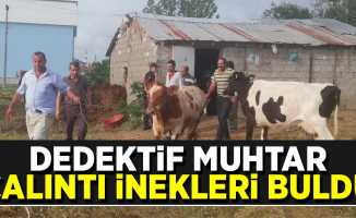 Samsun'da Dedektif Muhtar Çalıntı İnekleri Buldu