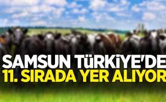 Samsun, Türkiye'de 11. sırada yer alıyor