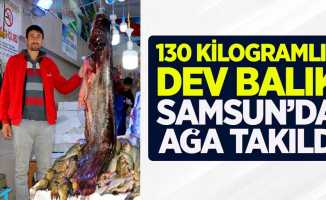 130 kilogramlık dev balık Samsun'da ağa takıldı