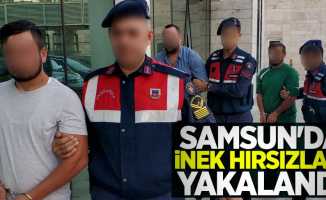 Samsun'da inek hırsızları yakalandı