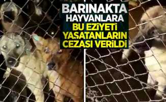 Barınakta hayvanlara eziyet yaşatanların cezası verildi