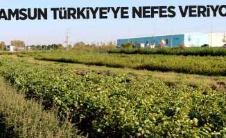 Samsun Türkiye'ye nefes veriyor