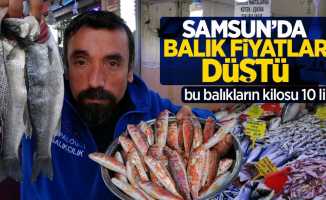 Samsun'da bu balıkların kilosu 10 lira