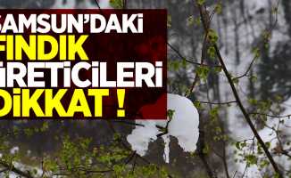 Samsun'daki fındık üreticileri dikkat !