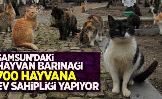 Samsun'daki hayvan barınağı 700 hayvana ev sahipliği yapıyor